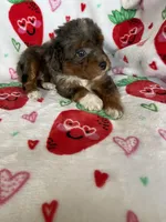 Philly, a male Miniature Aussiedoodle for sale in Fort Myers, FL – Photo 3 of 9