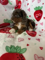 Philly, a male Miniature Aussiedoodle for sale in Fort Myers, FL – Photo 4 of 9