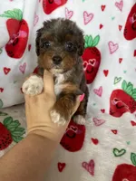 Philly, a male Miniature Aussiedoodle for sale in Fort Myers, FL – Photo 7 of 9