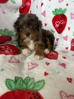 Philly, a male Miniature Aussiedoodle for sale in Fort Myers, FL – Photo 5 of 9
