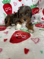 Philly, a male Miniature Aussiedoodle for sale in Fort Myers, FL – Photo 6 of 9