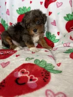 Philly, a male Miniature Aussiedoodle for sale in Fort Myers, FL – Photo 8 of 9