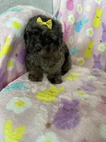 Boston, a female Poodle - Toy  for sale in Fort Myers, FL – Photo 1 of 7