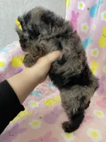 Boston, a female Poodle - Toy  for sale in Fort Myers, FL – Photo 6 of 7