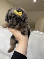 Boston, a female Poodle - Toy  for sale in Fort Myers, FL – Photo 4 of 7