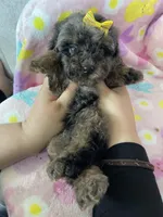 Boston, a female Poodle - Toy  for sale in Fort Myers, FL – Photo 7 of 7