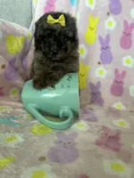 Boston, a female Poodle - Toy  for sale in Fort Myers, FL – Photo 2 of 7