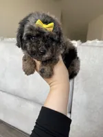 Boston, a female Poodle - Toy  for sale in Fort Myers, FL – Photo 5 of 7