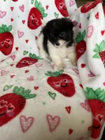 Malibu, a female Pomapoo for sale in Fort Myers, FL – Photo 5 of 8