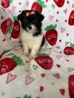 Malibu, a female Pomapoo for sale in Fort Myers, FL – Photo 8 of 8
