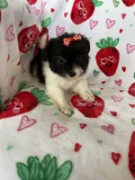 Malibu, a female Pomapoo for sale in Fort Myers, FL – Photo 4 of 8