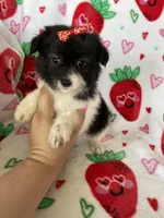 Malibu, a female Pomapoo for sale in Fort Myers, FL – Photo 1 of 8