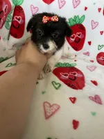 Malibu, a female Pomapoo for sale in Fort Myers, FL – Photo 2 of 8