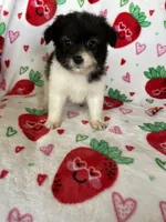 Malibu, a female Pomapoo for sale in Fort Myers, FL – Photo 6 of 8