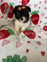 Malibu, a female Pomapoo for sale in Fort Myers, FL – Photo 3 of 8