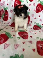 Malibu, a female Pomapoo for sale in Fort Myers, FL – Photo 7 of 8