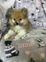 Louie, a male Pomeranian for sale in Fort Myers, FL – 6 of 6