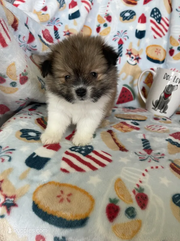 Muffin – Pomeranian puppy for sale in Fort Myers, FL