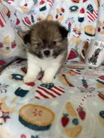 Muffin, a male Pomeranian for sale in Fort Myers, FL – 1 of 7