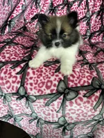 Bean, a male Pomeranian for sale in Fort Myers, FL – 5 of 9