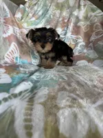 Rocco, a male Yorkshire Terrier for sale in Fort Myers, FL – 4 of 9