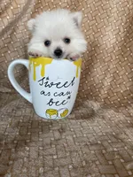 Micro Potato, a male Pomeranian for sale in Fort Myers, FL – 8 of 8