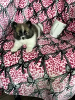Bean, a male Pomeranian for sale in Fort Myers, FL – 6 of 9