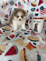 Stella, a female Pomeranian for sale in Fort Myers, FL – 6 of 8