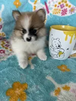 Yoshi, a male Pomeranian for sale in Fort Myers, FL – 3 of 7