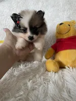 Bellini, a female Pomeranian for sale in Fort Myers, FL – 1 of 7