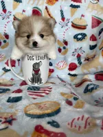 Juno, a male Pomeranian for sale in Fort Myers, FL – 6 of 8