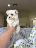 Tcup Biscuit, a male Maltese for sale in Fort Myers, FL – 9 of 10
