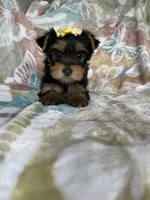 Sophie , a female Yorkshire Terrier for sale in Fort Myers, FL – 4 of 8