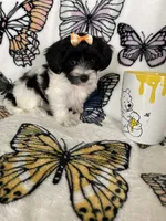Sally, a female Maltipoo for sale in Fort Myers, FL – 8 of 8