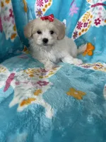 Vera, a female Maltipoo for sale in Fort Myers, FL – 5 of 6
