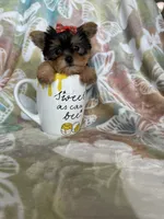 Tcup poppy, a female Yorkshire Terrier for sale in Fort Myers, FL – 5 of 7