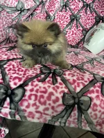 Frappe, a male Pomeranian for sale in Fort Myers, FL – 6 of 8