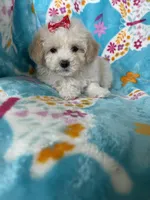 Gracie, a female Maltipoo for sale in Fort Myers, FL – 8 of 9