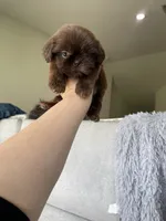 Tiny Nugget, a male Shih Tzu for sale in Fort Myers, FL – 2 of 8
