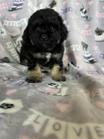 Brew, a male Maltipoo for sale in Fort Myers, FL – 7 of 7