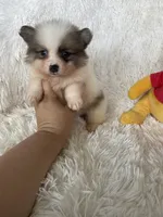 Negroni, a male Pomeranian for sale in Fort Myers, FL – 7 of 8