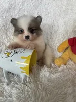 Negroni, a male Pomeranian for sale in Fort Myers, FL – 3 of 8