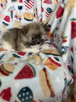 Benny, a male Pomeranian for sale in Fort Myers, FL – 5 of 6
