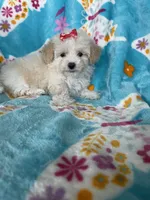 Gracie, a female Maltipoo for sale in Fort Myers, FL – 1 of 9
