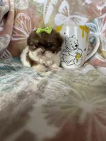 Micro Tootsie Roll, a female Shih Tzu for sale in Fort Myers, FL – 8 of 9