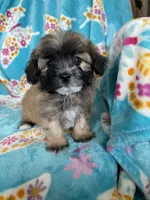 Teddy, a male Maltipoo for sale in Fort Myers, FL – 10 of 10