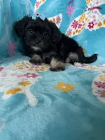 Maya, a female Maltipoo for sale in Fort Myers, FL – 3 of 6