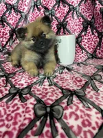Java, a female Pomeranian for sale in Fort Myers, FL – 5 of 6