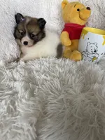 Midori Sour, a female Pomeranian for sale in Fort Myers, FL – 5 of 7