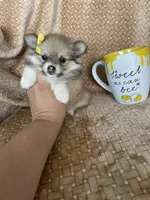 Papaya, a female Pomeranian for sale in Fort Myers, FL – 7 of 7